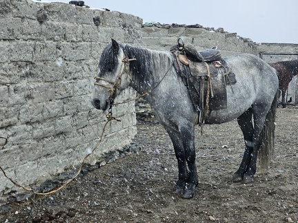 Kok At (gray horse)
